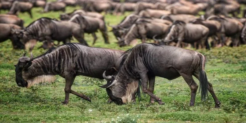 4 Days Tanzania Safari Tour