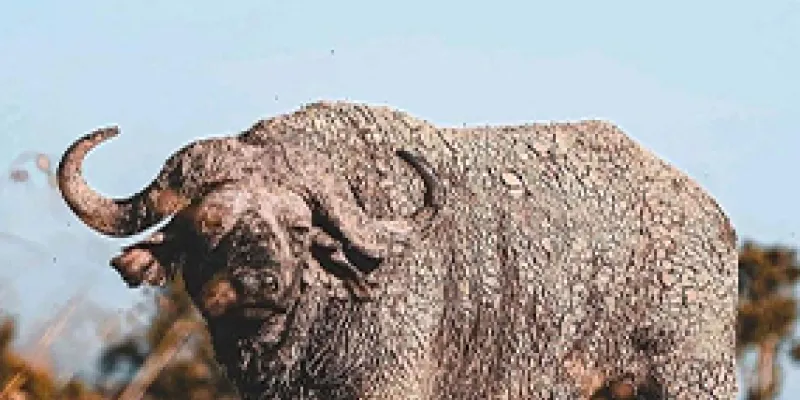 5 Days Tanzania Safari Tour