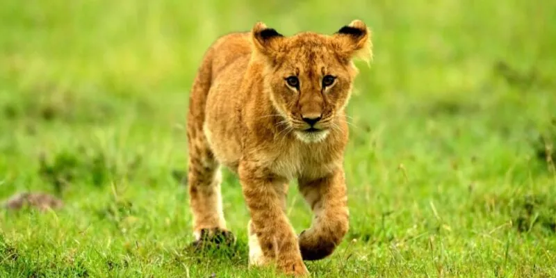 8 Days Nuru Safari Tour