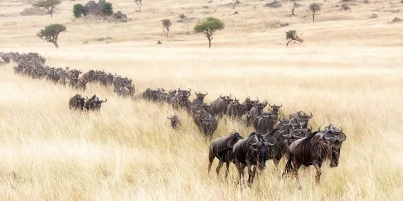 Tanzania Classic 7 Days - 6 Nights Tour