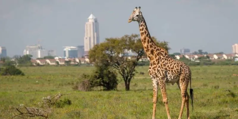 Nairobi National Park - Giraffe Centre Day Tour