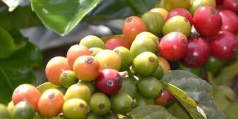 Kenya Coffee Tour In Fairview