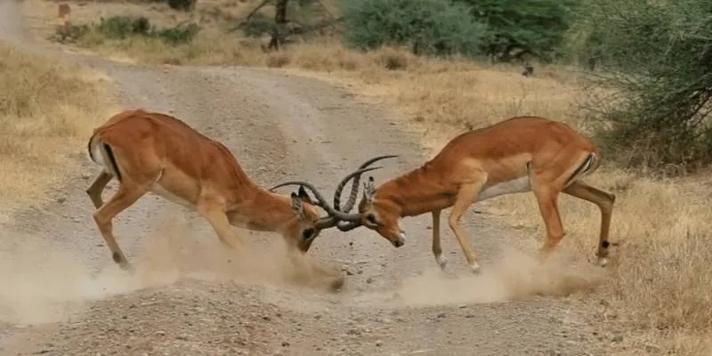 Nairobi National Park - David Sheldrick Day Tour