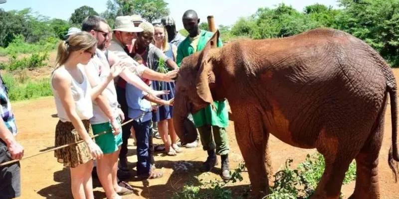Nairobi National Park - David Sheldrick - Giraffe Centre Tour