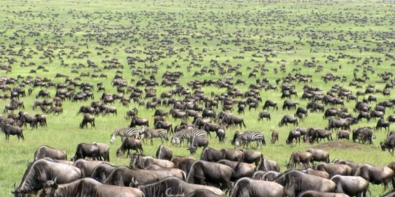 Affordable Safari Trip To Mikumi National Park 3 Nights - 4 Days