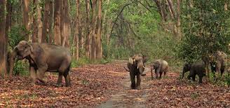 3 Night 4 Days Jim Corbett National Park