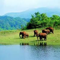 Kerala with Periyar Wildlife Tour