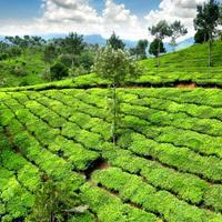 Bangalore - Mysore - Coorg Tour