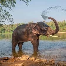 Packages in Thekkady