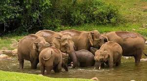 Amazing Munnar -Thekkady - Alleppey Tour