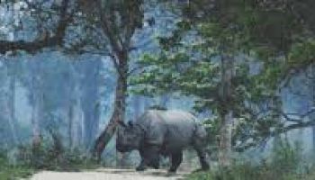 Packages in Kaziranga