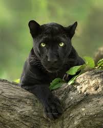 Short Escape to Kabini Tour