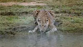 Short Escape to Kabini Tour