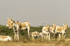 Tour Package For 3 Night 4 Days For Patan - Gujarat