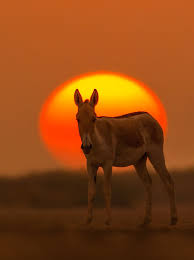 Tour Package For 3 Night 4 Days For Patan - Gujarat