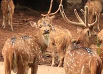 Odisha Tour Package 6 Night - 7 Days