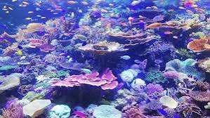 ANDAMAN TOUR 05N  /06 DAYS