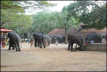 Kerala Cochin- Munnar- Thekkady-a Llepy- Trivandrum Tour