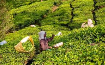 Kerala Cochin- Munnar- Thekkady-a Llepy- Trivandrum Tour