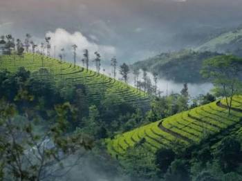 Kerala Cochin- Munnar- Thekkady-a Llepy- Trivandrum Tour