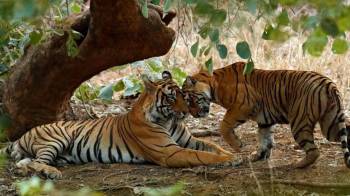 2Night Rajasthan - Ranthambhore - Hotel Sher Vilas