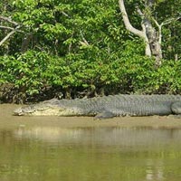 Crocodile at Bhitarkanika forest
