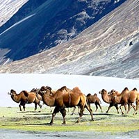 Know How Ladakh