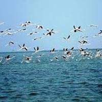 Birding Rajisthan Tours