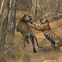 Ranthambore Tiger Tours