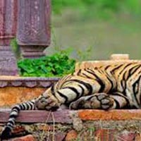 Ranthambore Tiger Tour