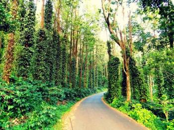 3 Night 4 Day Yercaud Tour