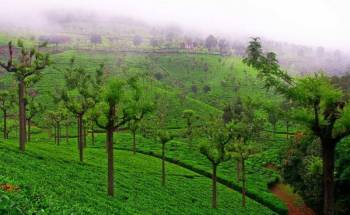 3 Night 4 Day Mudhumalai - Ooty - Coonoor Tour