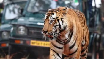 Madhya Pradesh with Kanha, Bandhavgarh, Jabalpur & Khazuraho Tour