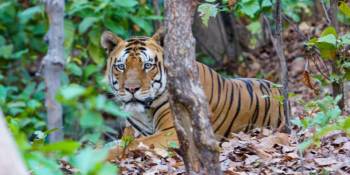 Bandhavgarh Tour Packages
