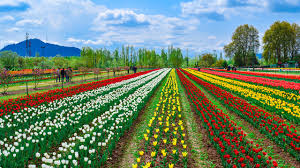 11 Nights 12 Days Kashmir Tulip Special Group Tour