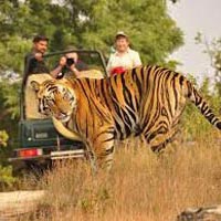 Tour of Taj with Tiger