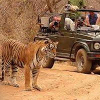 Chittor with Ranthambore Tour