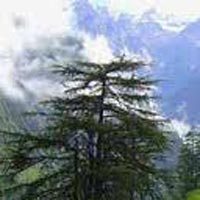 Honeymoon Manali Shimla Tour Package