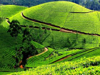 Bangalore , Mysore & Ooty Tour Package 3 Nights 4 Days