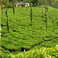 Mysore Ooty & Coorg Tour