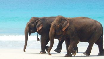 ANDAMAN ISLANDS TOUR PACKAGE FROM CHENNAI - 5 DAYS