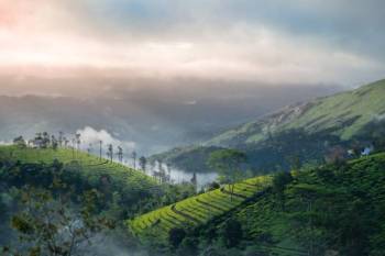 Thekkady Tour Packages