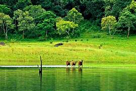 Thekkady Tour Packages