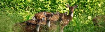 5 Nights and 6 Days Package – Mysore, Wayanad and Ooty Tour