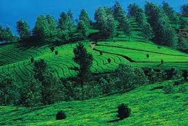 6 Nights and 7 Days Package –  Bangalore, Mysore, Coorg and Wayanad
