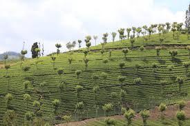 6 Nights and 7 Days Package –  Bangalore, Mysore and Ooty Tour