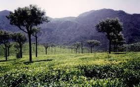 6 Nights and 7 Days Package – Mysore, Coorg and Ooty Tour