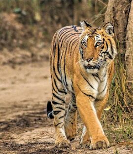 Delightful Uttarakhand Tour - 6N7D