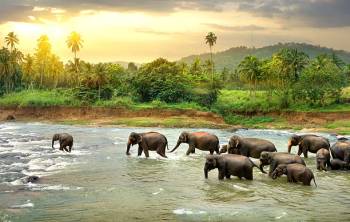 Summer In Sri Lanka 5 Night - 6 Days Tour