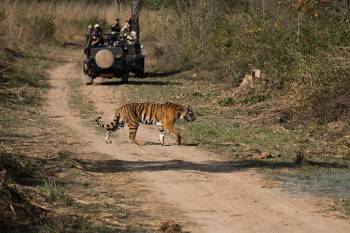 Ranthambore Wildlife 2 Night - 3 Days Tour